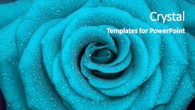  Presentation with blue rose - Cool new PPT theme with blue roses - one beautiful rose close-up background backdrop and a teal colored foreground