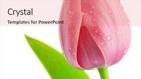  Presentation with tulip drops - Presentation theme featuring one big light-pink tulip flower with drops of water and leaf isolated on white background background and a coral colored foreground