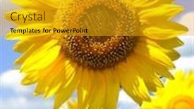  Presentation with sunflower sunflower sunflower sunflower sunflower - Beautiful presentation theme featuring one big sunflower and sky backdrop and a gold colored foreground