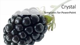  Presentation with blackberry - Theme enhanced with bramble - one blackberry isolated on white background and a white colored foreground
