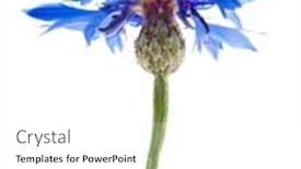  Presentation with blue flower - Amazing slides having one blue cornflower flower isolated on white background backdrop and a white colored foreground
