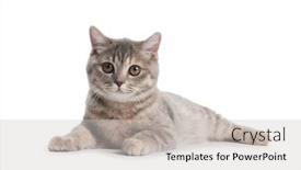  Presentation with british - Audience pleasing slide deck consisting of one-british-shorthair-brown-cream backdrop and a light gray colored foreground