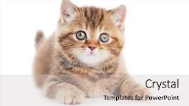  Presentation with british - PPT theme enhanced with one british shorthair red kitten cat isolated background and a soft green colored foreground