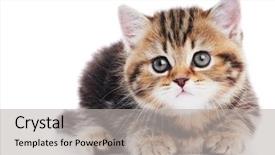  Presentation with british - Slides having one british shorthair red kitten cat isolated background and a light gray colored foreground