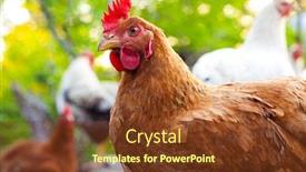  Presentation with hen - Cool new presentation theme with one-brown-hen-in-front backdrop and a tawny brown colored foreground
