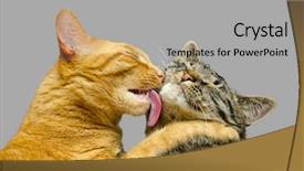  Presentation with cat - Presentation design featuring one cat grooming another cat background and a light gray colored foreground