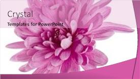  Presentation with chrysanthemum - Colorful slide set enhanced with one chrysanthemum flower head isolated on white background closeup garden flower no shadows top view flat lay backdrop and a lemonade colored foreground