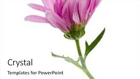  Presentation with stem - Audience pleasing PPT layouts consisting of one chrysanthemum flower head backdrop and a white colored foreground