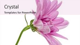  Presentation with stem - Audience pleasing PPT layouts consisting of one chrysanthemum flower head backdrop and a lemonade colored foreground