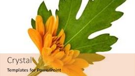  Presentation with leaves flat lay - PPT layouts enhanced with one chrysanthemum flower head with green leaves isolated over white background closeup garden flower no shadows top view flat lay background and a gold colored foreground