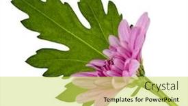  Presentation with leaves flat lay - Colorful presentation enhanced with one-chrysanthemum-flower-head backdrop and a yellow colored foreground