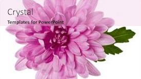  Presentation with chrysanthemum - Colorful presentation design enhanced with one-chrysanthemum-flower-head backdrop and a lavender colored foreground