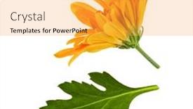  Presentation with chrysanthemum - Slide deck having one-chrysanthemum-flower-head background and a yellow colored foreground