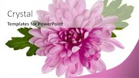  Presentation with leaves flat lay - Slide deck featuring one-chrysanthemum-flower-head background and a white colored foreground