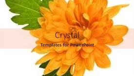  Presentation with leaves flat lay - PPT theme enhanced with one-chrysanthemum-flower-head background and a gold colored foreground