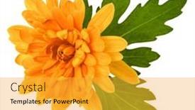  Presentation with leaves flat lay - Presentation theme enhanced with one-chrysanthemum-flower-head background and a  colored foreground