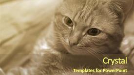  Presentation with cat and moon - Slides enhanced with one clever creature - beautiful cat closeup background and a tawny brown colored foreground