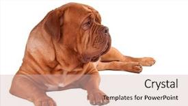  Presentation with keep calm terminal - Amazing presentation having one clever creature - calm dogue de bordeaux lying backdrop and a  colored foreground
