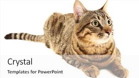  Presentation with history earth globe isolated white - Beautiful presentation design featuring one clever creature - cat isolated on white backdrop and a  colored foreground