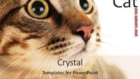  Presentation with 2018 goals text on white - Slides consisting of one clever creature - cute cat and space background and a coral colored foreground