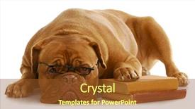  Presentation with stack books - Colorful presentation design enhanced with one clever creature - dog obedience school - dogue backdrop and a tawny brown colored foreground