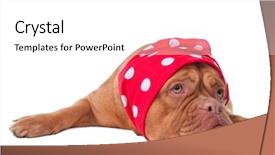  Presentation with super hero dog red - Colorful PPT layouts enhanced with detail vertical photo of a wall made of stone backdrop and a gray colored foreground