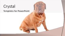  Presentation with mouth - Colorful presentation theme enhanced with one clever creature - dogue de bordeaux backdrop and a  colored foreground