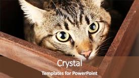  Presentation with grey wood texture and - Cool new presentation with one clever creature - grey cat in wooden box backdrop and a red colored foreground