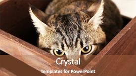  Presentation with cat - Theme featuring computer notebook keyboard with 2018 key - holiday technology concept background and a light blue colored foreground.