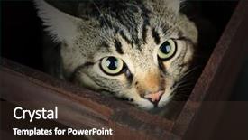  Presentation with box - Presentation theme featuring one clever creature - grey cat in wooden box background and a tawny brown colored foreground