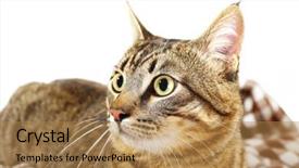  Presentation with cat - Presentation theme with one clever creature - grey cat on blanket isolated background and a  colored foreground