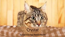  Presentation with cat - Audience pleasing PPT theme consisting of one clever creature - grey cat on blanket backdrop and a coral colored foreground