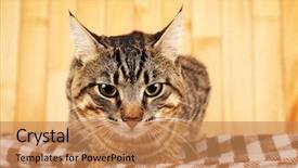  Presentation with grey wood texture and - PPT theme consisting of one clever creature - grey cat on blanket background and a  colored foreground