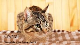  Presentation with cat - Cool new PPT layouts with one clever creature - grey cat on blanket backdrop and a  colored foreground