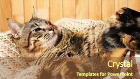  Presentation with cat - Amazing PPT theme having one clever creature - grey cat wrapped in knitted backdrop and a  colored foreground
