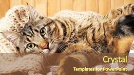  Presentation with cat - Cool new presentation with one clever creature - grey cat wrapped in knitted backdrop and a tawny brown colored foreground