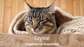  Presentation with knitted knitting needle - Audience pleasing slides consisting of white duck on the lake in autumn backdrop and a dark gray colored foreground