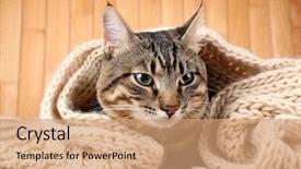 Presentation with cat - Beautiful slides featuring one clever creature - grey cat wrapped in knitted backdrop and a coral colored foreground