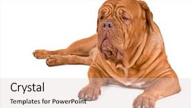  Presentation with deutsche deutsch rottweiler guard dog - Presentation design having one clever creature - guard dog of dogue de background and a lemonade colored foreground