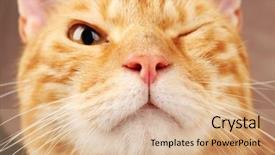  Presentation with cat dog people - Colorful theme enhanced with one clever creature - red cat closeup backdrop and a  colored foreground