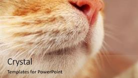  Presentation with good luck cat - Presentation enhanced with one clever creature - red cat closeup background and a  colored foreground