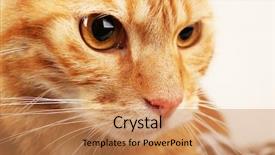  Presentation with pentecost red flame - Presentation having olive branch with berries close-up blue sky background background and a seafoam green colored foreground.