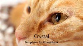  Presentation with red sparkle - Amazing PPT theme having one clever creature - red cat closeup backdrop and a  colored foreground