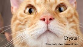  Presentation with dog and cat health - Audience pleasing presentation design consisting of one clever creature - red cat closeup backdrop and a soft green colored foreground