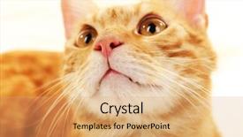  Presentation with goodbye cat - Theme featuring glare of light reflected in the shards of pure ice background and a light gray colored foreground.