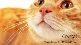  Presentation with cat - Cool new PPT theme with writing on frozen ice window glass backdrop and a light blue colored foreground