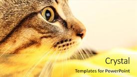  Presentation with cat - Slides enhanced with snow surface background background and a white colored foreground