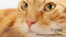  Presentation with goodbye cat - Amazing PPT theme having one clever creature - red cat closeup backdrop and a  colored foreground