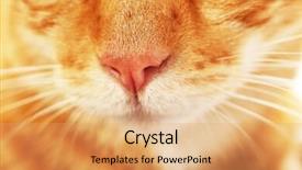  Presentation with cat dog people - Cool new presentation theme with one clever creature - red cat closeup backdrop and a  colored foreground