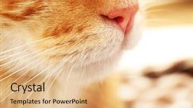  Presentation with cat - PPT layouts with one clever creature - red cat closeup background and a coral colored foreground